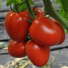 Рева F1 - насіння томата, 250 шт, Hazera 20837 фото