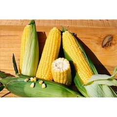 Елемент F1 - насіння кукурудзи, 100 000 шт, Syngenta 37401 фото