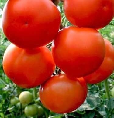 Лілос F1 - насіння томата, 1000 шт, Rijk Zwaan 39015 фото