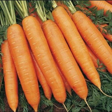 Болеро F1 - насіння моркви, 25 000 шт, Hazera 44505 фото