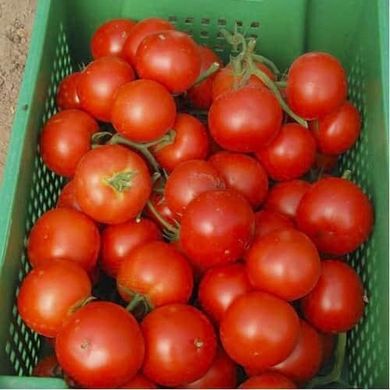 Лілос F1 - насіння томата, 1000 шт, Rijk Zwaan 39015 фото