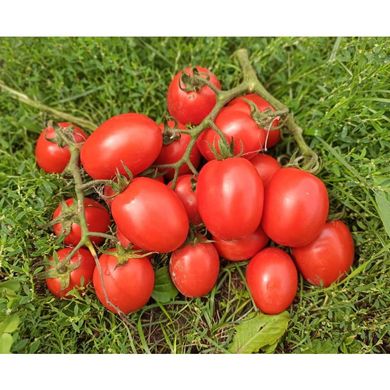 Квікфаєр F1 - насіння томата, 1000 шт, Esasem 26674 фото
