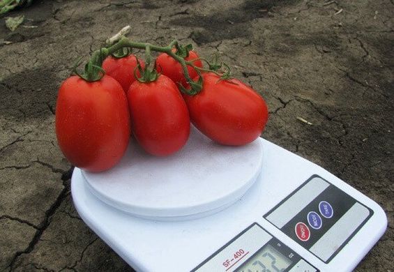 Пьетра Росса F1 - насіння томата, 1000 шт, Clause 66112 фото