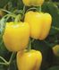 Люмос F1 - насіння солодкого перцю, 500 шт, Syngenta 89123 фото 1