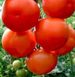 Лілос F1 - насіння томата, 1000 шт, Rijk Zwaan 39015 фото 2