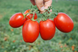 Пьетра Росса F1 - семена томата, 1000 шт, Clause 66112 фото 1