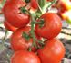 Чінто F1 - насіння томата, 100 шт, Rijk Zwaan 40235 фото 2