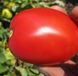 Пьетра Росса F1 - семена томата, 1000 шт, Clause 66112 фото 2