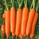 Болеро F1 - насіння моркви, 25 000 шт, Hazera 44505 фото 2
