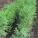 Терни - насіння кропу, 100 г, Agri Saaten 02084 фото 1