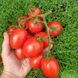 Квікфаєр F1 - насіння томата, 1000 шт, Esasem 26674 фото 1