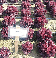 Кармесі - насіння салату, 1000 шт (драже), Rijk Zwaan 37973 фото
