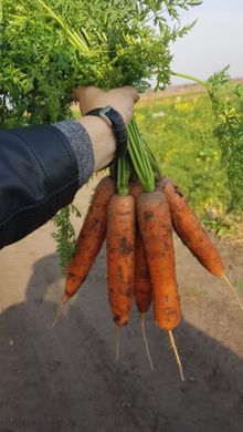 1932 F1 - насіння моркви, 250 000 шт (1.8-2.0), Spark Seeds 47700 фото