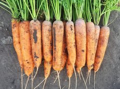 1932 F1 - семена моркови, 25 000 шт (1.8-2.0), Spark Seeds 47600 фото