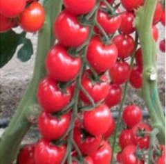 Марголь F1 - насіння томата, 100 шт, Yuksel seeds 16679 фото