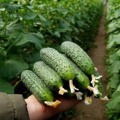 Фрайзер F1 – насіння огірка, 500 шт, Sakata 59864 фото