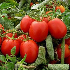 Імпакт F1 - насіння томата, 1000 шт, Hazera 12320 фото