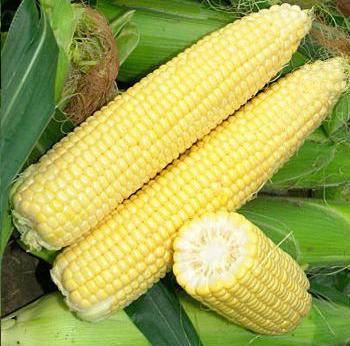 Сігнет F1 - насіння кукурудзи, 5000 шт, Seminis 23816 фото