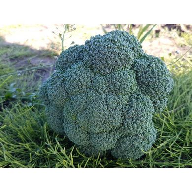 Партенон F1 - насіння капусти броколі, 1000 шт, Sakata 56765 фото