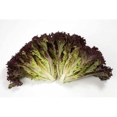 Кармесі - насіння салату, 1000 шт (драже), Rijk Zwaan 37973 фото