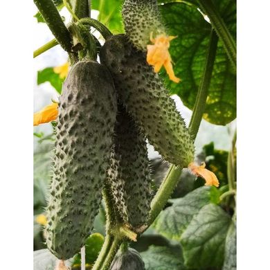 Фрайзер F1 – насіння огірка, 1000 шт, Sakata 59865 фото