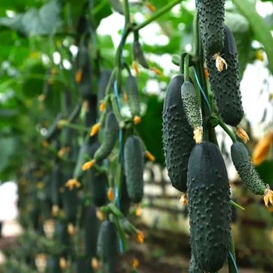 Домані F1 (КС 707 F1) - насіння огірка, 1000 шт, Kitano 76897 фото