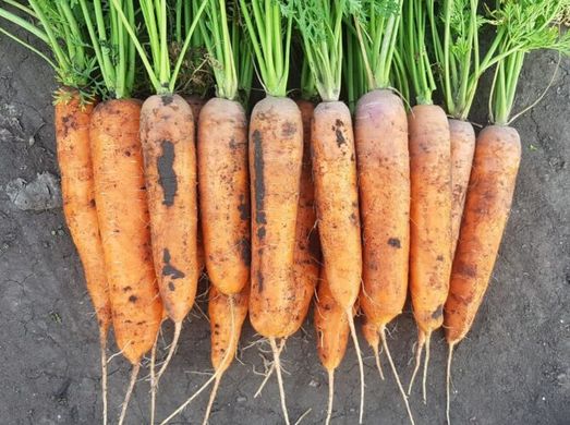 1932 F1 - семена моркови, 250 000 шт (1.8-2.0), Spark Seeds 47700 фото