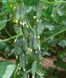 Ратник (315) F1 - насіння огірка, 250 шт, Yuksel seeds 78559 фото 1