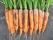 1932 F1 - насіння моркви, 25 000 шт (1.8-2.0), Spark Seeds 47600 фото 1