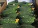 Ратник (315) F1 - насіння огірка, 250 шт, Yuksel seeds 78559 фото 2