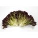 Кармесі - насіння салату, 1000 шт (драже), Rijk Zwaan 37973 фото 1