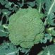 Партенон F1 - насіння капусти броколі, 1000 шт, Sakata 56765 фото 4