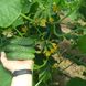 Фрайзер F1 – насіння огірка, 500 шт, Sakata 59864 фото 5