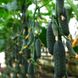 Домані F1 (КС 707 F1) - насіння огірка, 1000 шт, Kitano 76897 фото 3