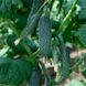 Домані F1 (КС 707 F1) - насіння огірка, 500 шт, Kitano 76896 фото 2