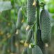 Домані F1 (КС 707 F1) - насіння огірка, 500 шт, Kitano 76896 фото 1