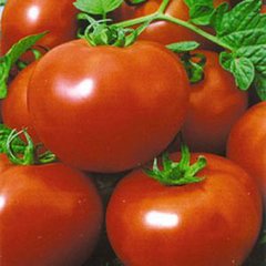 Полфаст F1 - насіння томата, Bejo опис, фото, відгуки