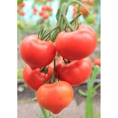 Беллфорт F1 - насіння томата, 500 шт, Enza Zaden 11100 фото