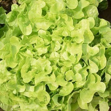 Кірінія - насіння салату, 1000 шт (драже), Rijk Zwaan 1094575415 фото