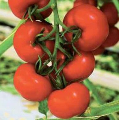 Беріл F1 - насіння томата, 1000 шт, Rijk Zwaan 1090523523 фото