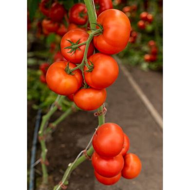 Анненфелд F1 - насіння томату, 1000 шт, Rijk Zwaan 44659 фото