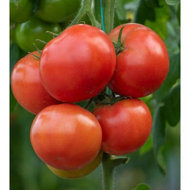 Анненфелд F1 - насіння томату, 1000 шт, Rijk Zwaan 44659 фото