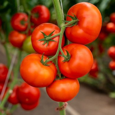 Анненфелд F1 - насіння томату, 100 шт, Rijk Zwaan 44658 фото