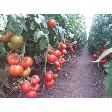 Анненфелд F1 - насіння томату, 100 шт, Rijk Zwaan 44658 фото