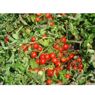 Руфус F1 - насіння томата, 25 000 шт, Esasem 55654 фото