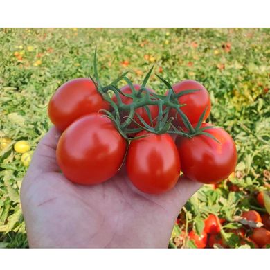 Руфус F1 - насіння томата, 1000 шт, Esasem 26675 фото