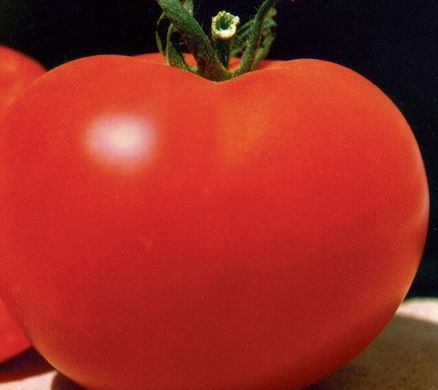 Багіра F1 - насіння томата, 5 г, Clause 66223 фото
