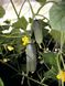 Атлантіс F1 - насіння огірка, 1000 шт, Bejo 26854 фото 2