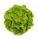 Кірінія - насіння салату, 1000 шт (драже), Rijk Zwaan 1094575415 фото 1