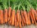 Морковь Трафорд F1, 100 000 семян (1.8-2.0), Rijk Zwaan 1091404362 фото 1